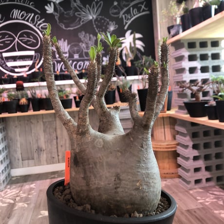 packypodium  gracilius  《L size》 ※Instagram post株   mad black pot植え  ※店主国内5年管理株 （限定1株）