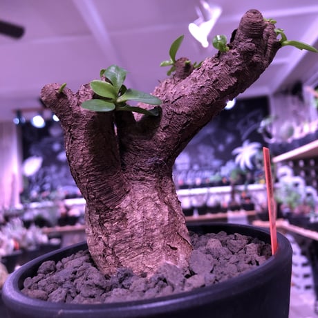 euphorbia  itremensis 《大きめM size》個体差の激しい樹形とmad質な葉&表皮colorが魅力で堪らない人気者※mad black pot植え