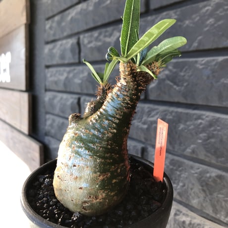 pachypodium gracilius《小さめM size》希少green肌※現地球発根後店主国内管理3年株※激ぼってりトトログラキ樹形が堪らない※mad black bowl pot植え