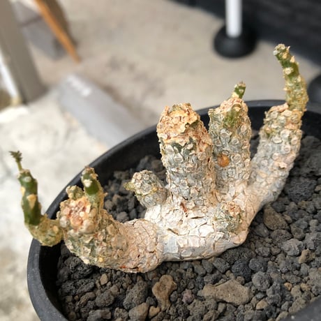 dorstenia  horwoodii《LL size》※現地球株発根済※古き良き味深い極白肌&低重心ぷっくり株元も堪らない渾身の一株‼︎※black bowl pot植え
