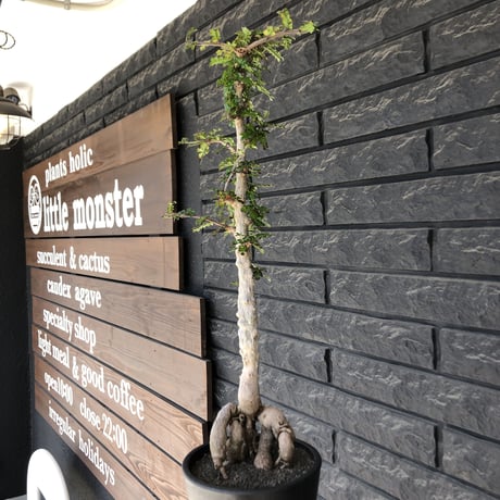operculicarya decaryi littmon seed🌱  《11年株》※極太選抜株※長きに渡り育て幹のボコボコも強きパワータンクも厳つい一株※mad black pot植え