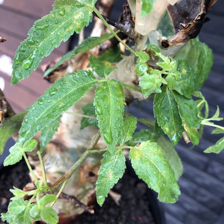 commiphora  africana《L size》※現地球株発根済※美しくbalance良き佇まい※tall pot植え