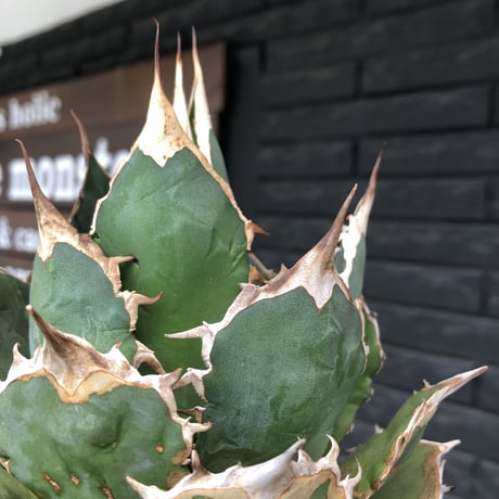 agave  titanota《小さめL size》※発根後店主国内管理2年株※締まり良きbest sizeなオススメ株※浅鉢植え