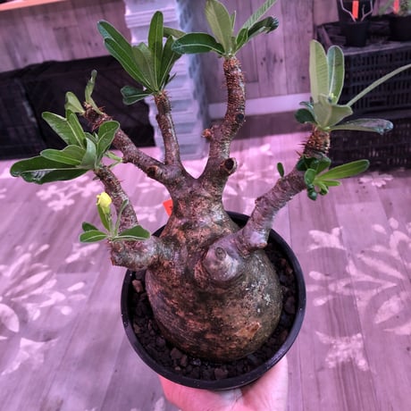 packypodium  gracilius《L size》※現地球発根済株※店主国内管理6年株※ロゼット完成のwild株‼︎特化した表皮カラーが渋くぼってり株元※mad black pot植え