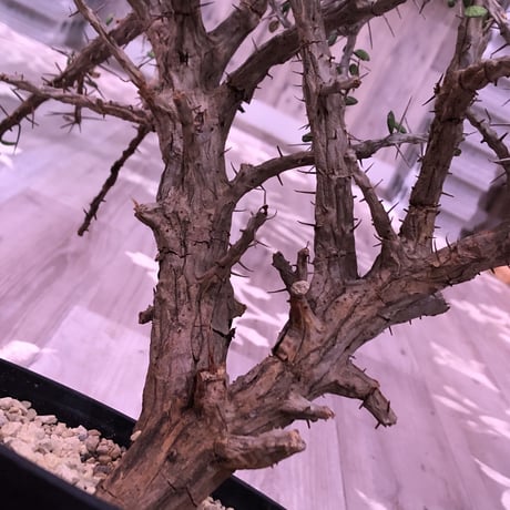 alluaudia    comosa《L L size》希少‼︎