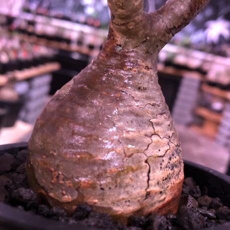 pachypodium  gracilius《大きめS size》球体樹形※現地球発根済株※店主国内管理2年株※特化した表皮柄＆株元まん丸樹形なかわいいグラキ※mad black pot植え