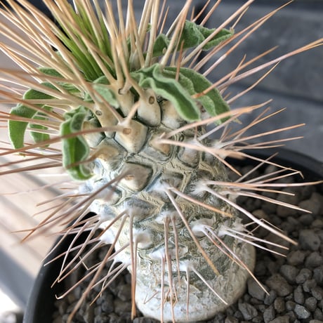 pachypodium  namaquanum 光堂《L size》littmon seed🌱※激希少‼︎ぼってり大きめ光堂‼︎時間かけ大切に育てた渾身の一株※mad  black pot植え