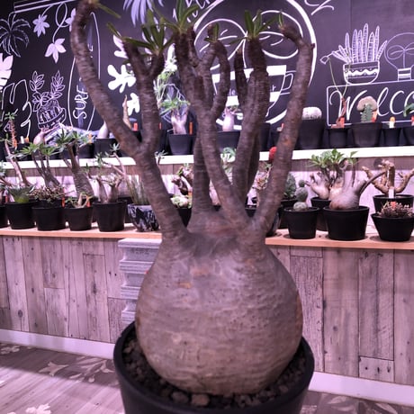 packypodium  gracilius《L  size》※現地球発根済み株‼︎  （限定1株）※全面A面の球体グラキ※mad black pot植え