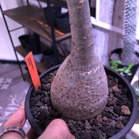 packypodium  decaryi《L size》店主管理9年株 ※mad black pot植え