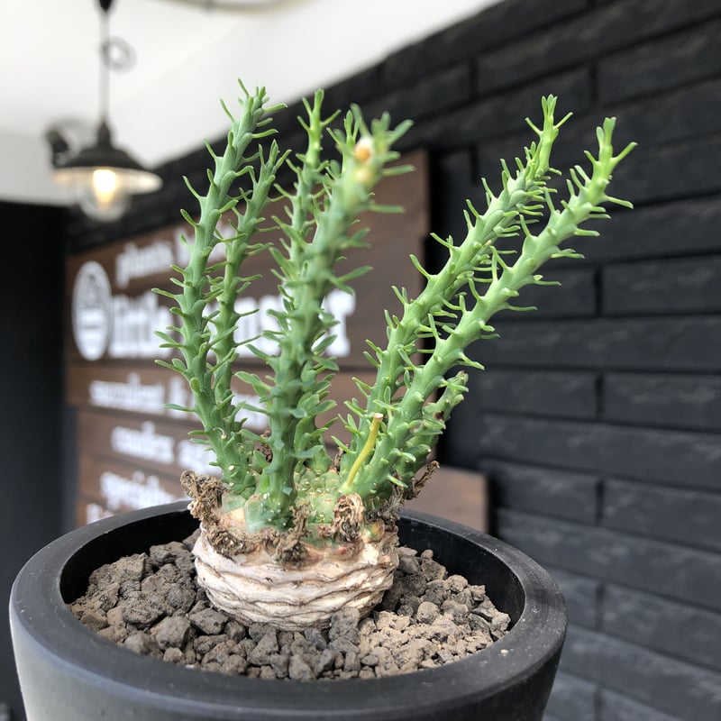 euphorbia gorgonis《M size》※現地球発根後店主国内管理2年株※人気🐙タ