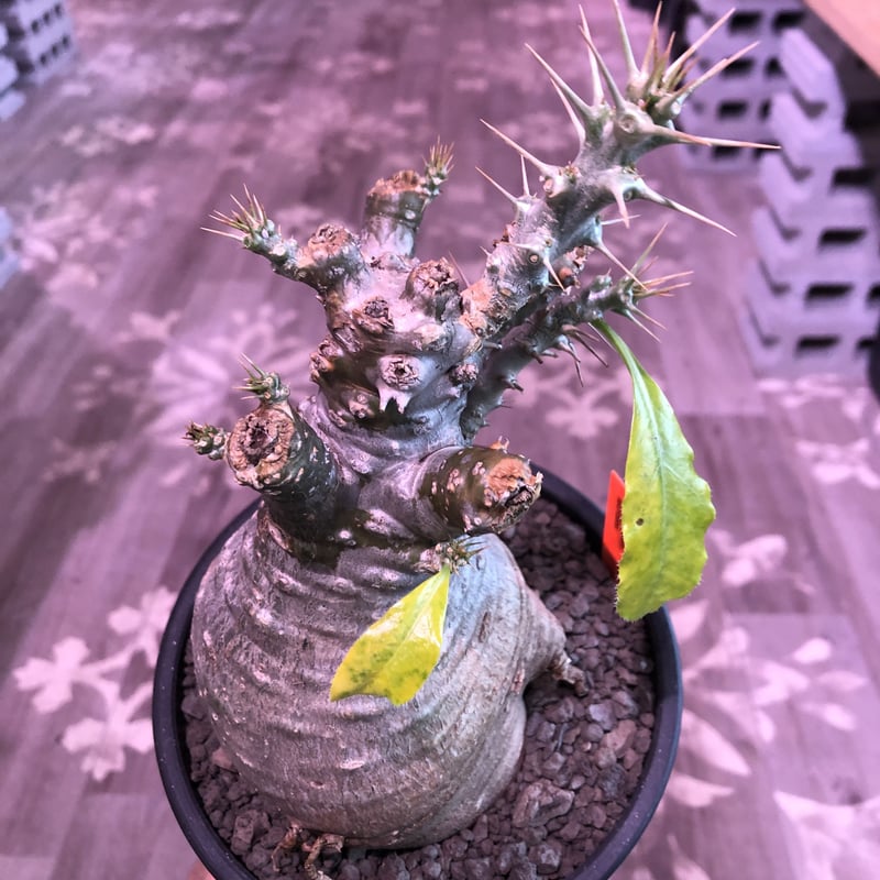 packypodium saundersii（M size）※現地球発根済株※可愛すぎる