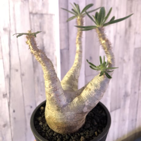 packypodium  gracilius《大きめ M size》※現地球株  発根済み株‼︎  （限定1株）極上白肌美株‼︎  ※mad black pot植え