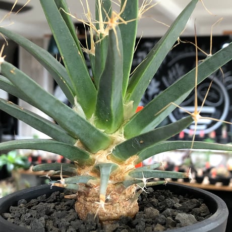 leuchtenbergia principis 晃山《L size》※現地球大株カキ仔発根済※どっしり構えの極太株‼︎育ちと共により味深くなり強靭で育てやすい一属一種※black pot植え