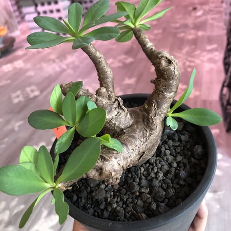euphorbia  itremensis 《M size》枝振りと株表皮、balanceと全てに独創性を感じる1株‼︎   ※mad black  pot植え