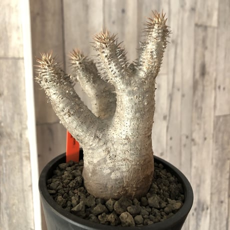 packypodium  gracilius《M  size》※現地球発根済株‼︎※四つ枝でバランス良き、可愛い白肌グラキ※mad black pot植え
