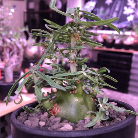 dorstenia  hildebrandtii f.crispum《L size》激希少種※現地球発根済株※ぷっくり株元‼︎実生以外極めて流通少なき種※mad black bowl pot植え