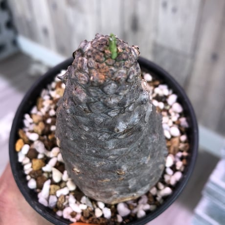 euphorbia   pachypodioides