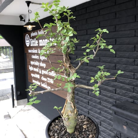 bursera  fagaroides《M size》※現地球発根済※店主管理3年株※成熟しメクれ上がった株元はパキポみたくぼってりしウェイト低い最高balance株※mad black pot植