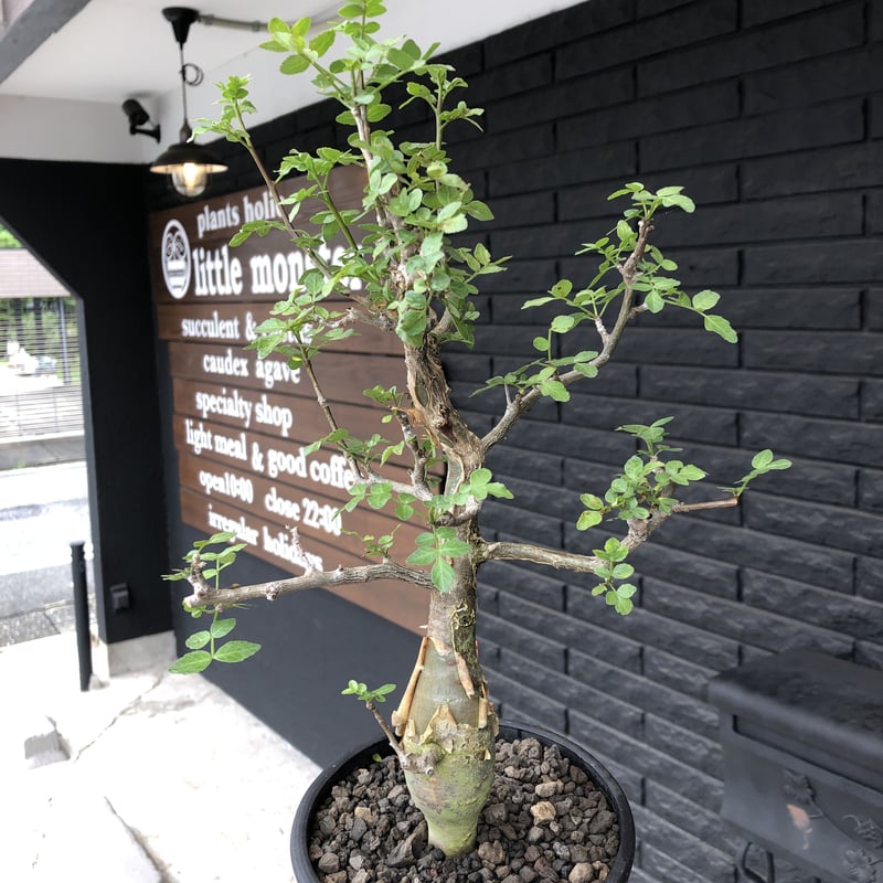 ブルセラ・ファガロイデス Bursera fagaroides 現地球/現地株