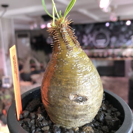 pachypodium  gracilius《大きめS size》まん丸樹形green肌※現地球発根済株※店主国内管理2年株※360度まん丸樹形の堪らなく可愛い一株※mad black pot植え