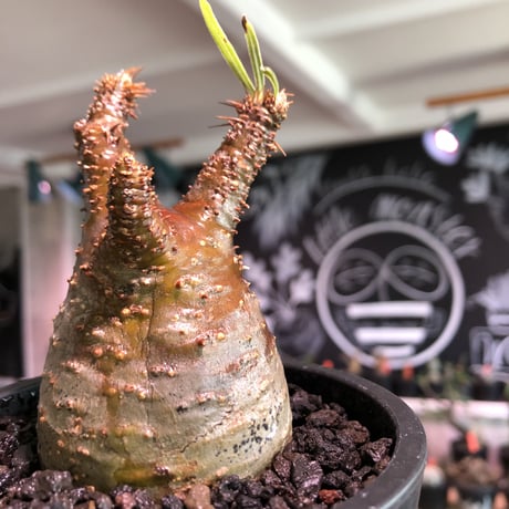 pachypodium gracilius《S size》A面赤肌株※現地球発根済株※店主国内管理2年株※balance良き小振の赤肌グラキ‼︎※mad black pot植え