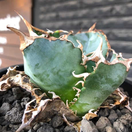 agave titanota  白鯨陽炎type《M size》※現地球株発根済※ウネウネ強き鋸歯に幅広肉厚タイプ※black pot植え
