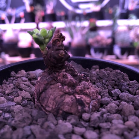 monadenium discoideum《M size 》※現地球発根済株※激希少種‼︎ゴツゴツ肌質が堪らなく、葉とのcontrastが美しすぎる最高な一株‼︎※mad black pot植え