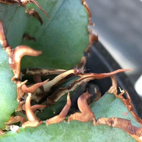 agave titanota  白鯨陽炎type《S size》※現地球株発根済 ①※唸り良き鋸歯に幅広肉厚タイプ※black pot植え