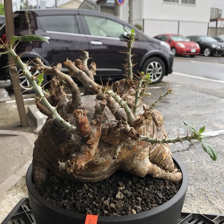 packypodium  saundersii《XL  size》現地球発根済株※店主国内管理6年株※big monster‼️年代物wild木質化驚愕株‼︎※mad black bowl pot植え