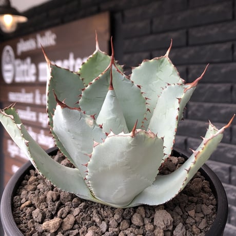 agave guadalajalana《大きめM size》※現地球発根後店主国内管理3年株※極締まり良き美しすぎるボール樹形の選抜株※mad black bowl pot植え