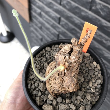 pelargonium triste《大きめM  size》※現地球発根済株※店主国内管理3年株※サイドに朽くしエグれた傷跡を持ち、weight低くぼってり株※mad black bowl pot植え