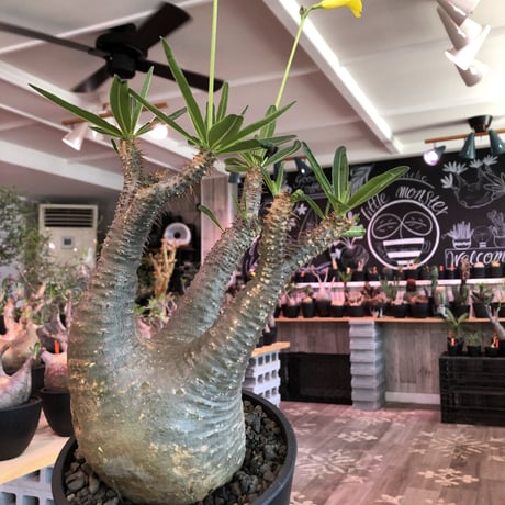 packypodium  gracilius《大きめM size》※現地球発根済株※店主国内管理3年株※大きめbalance整ったグラキ‼︎開花しかわいさ倍増中※mad black pot植え