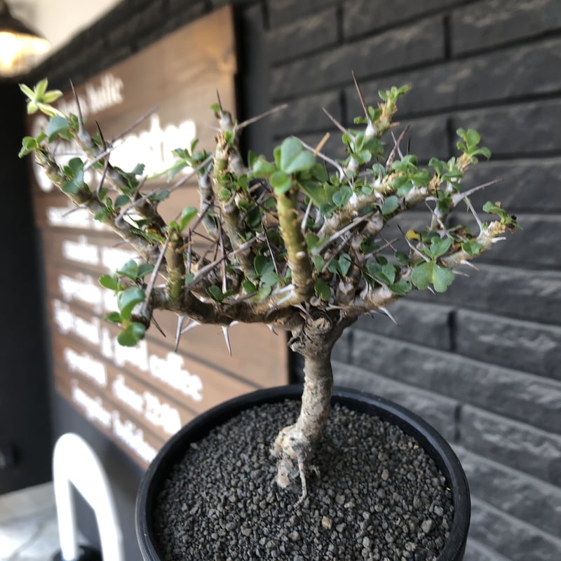 sarcocaulon vanderietiae《小さめL size》※現地球発根後店主国内 sarcocaulon vanderietiae《小さめL size》※現地球発根後店主国内