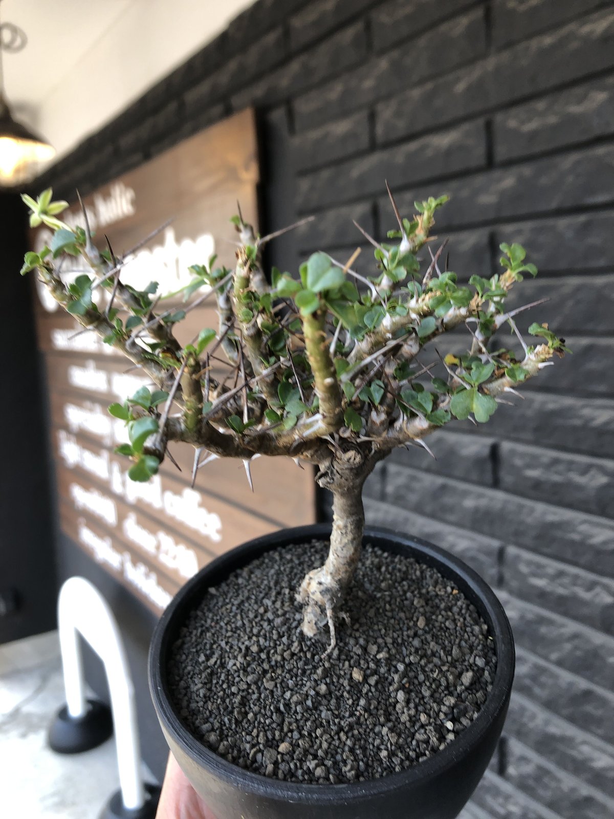 塊根植物 サルコカウロン バンデリエティアエ 竜骨扇 現地球