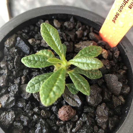 希少‼︎ dorstenia gigas《S size》littmon  seed🌱（実生株）※今季成長&枝振りに期待できる将来有望人気者ギガス※mad black pot植え