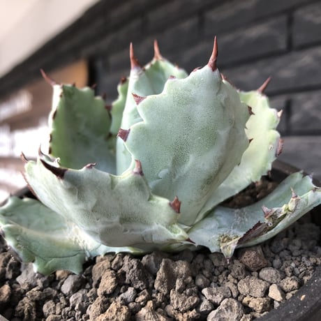 agave  isthmensis《M size》※現地球発根後店主国内管理2年株※weight低く締まり纏まり良き良バランス※mad black pot植え