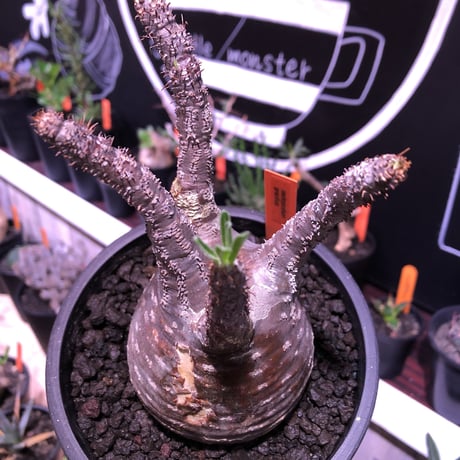 packypodium  gracilius 赤肌 《M size》  現地球  発根済み株   mad black pot植え（限定①株）