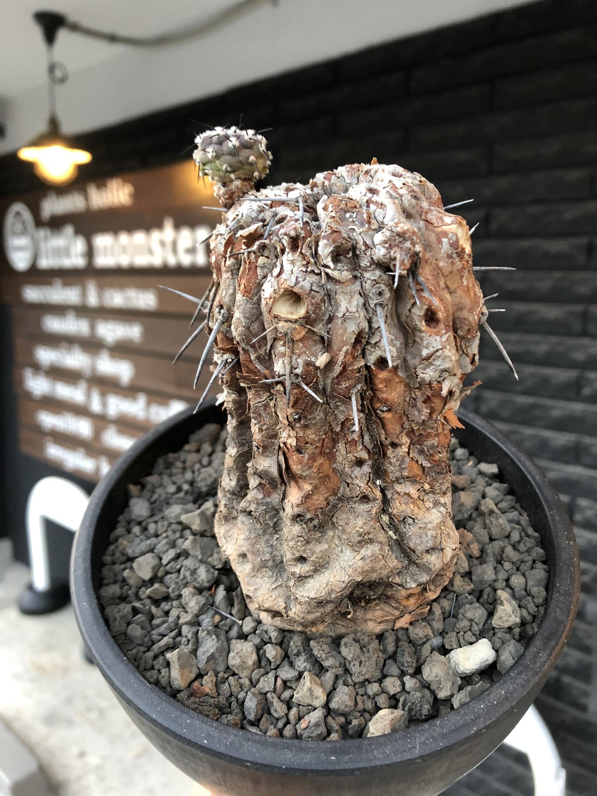 copiapoa cinerea 黒王丸《M size》※現地球発根後店主国内管理21 copiapoa cinerea 黒王丸《M size》※現地球発根後店主国内管理21