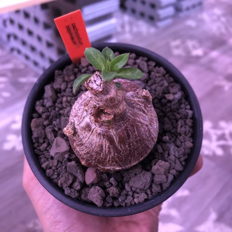 packypodium bispinosum 《S size》※現地球発根済株‼︎※ぼってり球体ビスピ‼︎まん丸で可愛い奴‼︎※mad black bowl pot植え