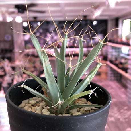leuchtenbergia   principis《晃山》