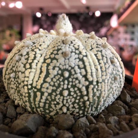 astrophytum asterias var.ミラクル兜《L size》大変大きめ且つ極白肌が堪らない‼︎希少兜※店主国内管理７年株  ※mad black pot植え