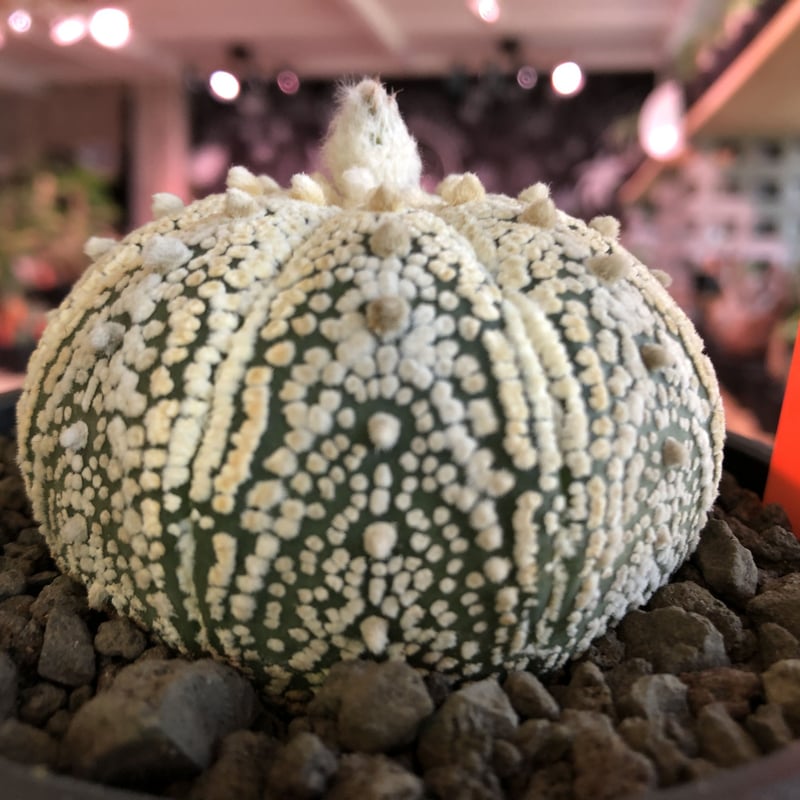 astrophytum asterias var.ミラクル兜《L size》大変大きめ且つ極白
