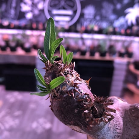 packypodium  brevicalyx《L size》※現地球発根済株※荒い肌質にwildすぎる樹形‼︎美術的interior性高きオススメ株※mad black pot植え
