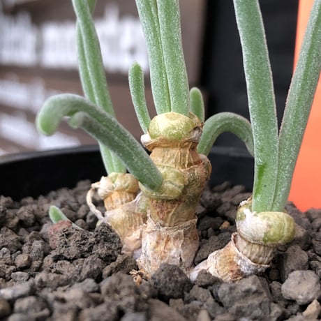 monilaria  pisiformis《大きめS size》※現地球発根後店主国内管理3年株※モニラリア属（激希少最上位種）冬型caudex※mad black pot植え