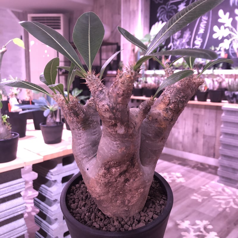 パキポディウム　エニグマティクム 現地球　発根活着済み（鉢付き） パキポディウム エニグマティクム 現地球 緑肌 発根済み (鉢付き)