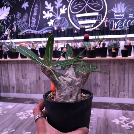 packypodium    cactipes《M size》発根済み株‼︎