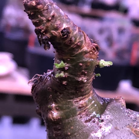packypodium  gracilius《大きめM size》※現地球発根済株※店主国内管理5年株※一部現地焼けと希少green肌＆纏まり過ぎない歪感ぼってり樹形※mad black pot植え