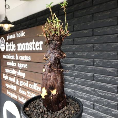 mestoklema tuberosum《L size》※現地球発根後店主国内管理5年株※味深き朽ちくによるメクれ&赤肌強き極太株元‼︎冬季も動く唯一無二な希少灌木※mad black pot植え