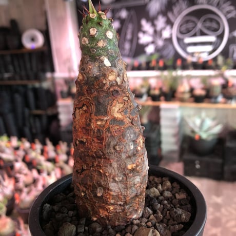 euphorbia  pachypodioides《M size 》※現地球発根後店主国内管理3年株※ボコボコぼってり樹形‼︎葉表がグリーンで葉裏と花は紫な人気者※mad black pot植え
