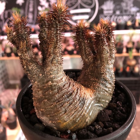 packypodium  gracilius《 M size》W-he'd※現地球発根済※最高バランスな美株二分頭株!未来を想像でき大変良き樹形＆肌質株※mad black bowl pot植え
